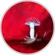 Fliegenpilz Profilbild